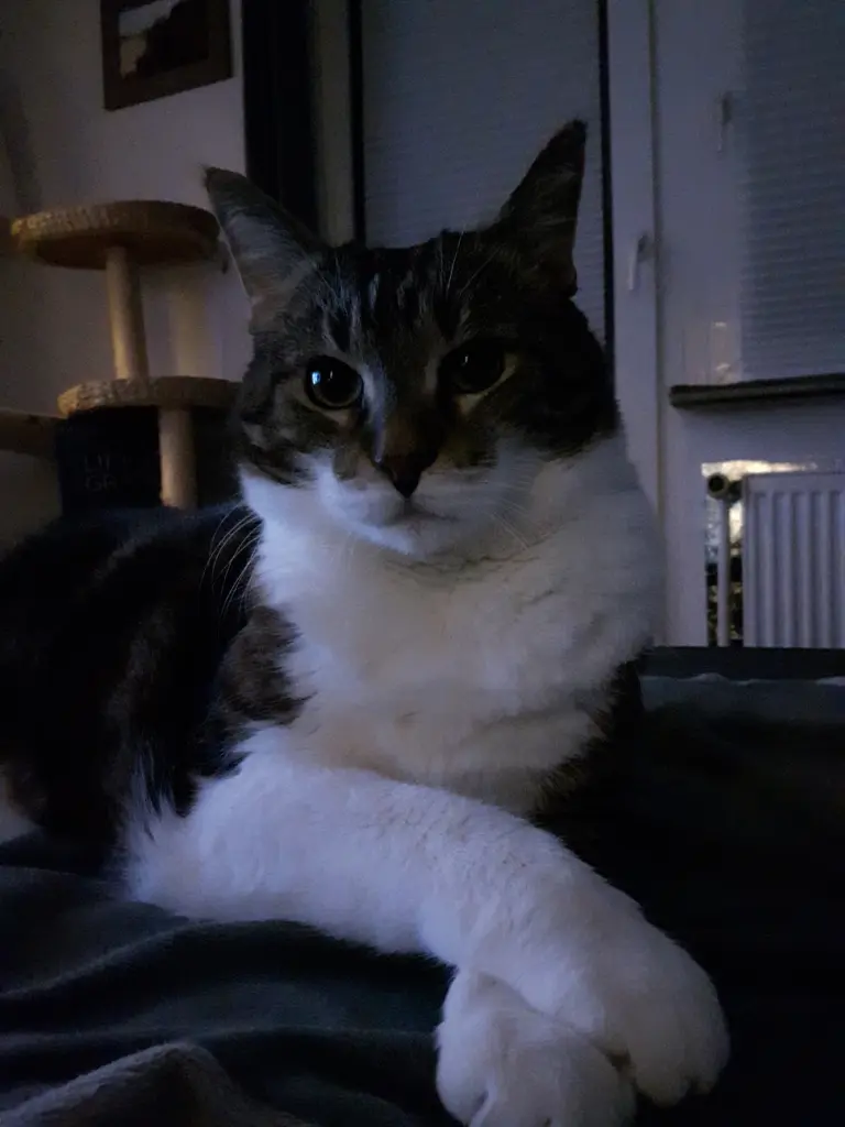 Image from Pepper