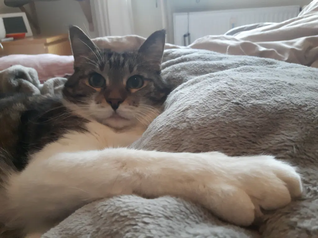Image from Pepper