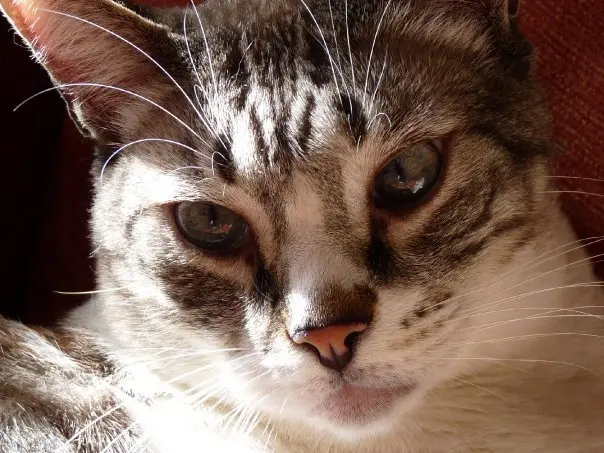 Image from Muffin