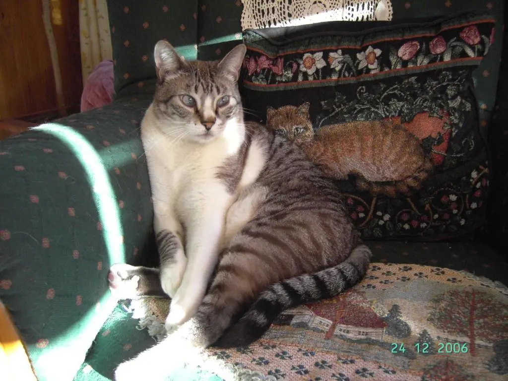 Image from Muffin