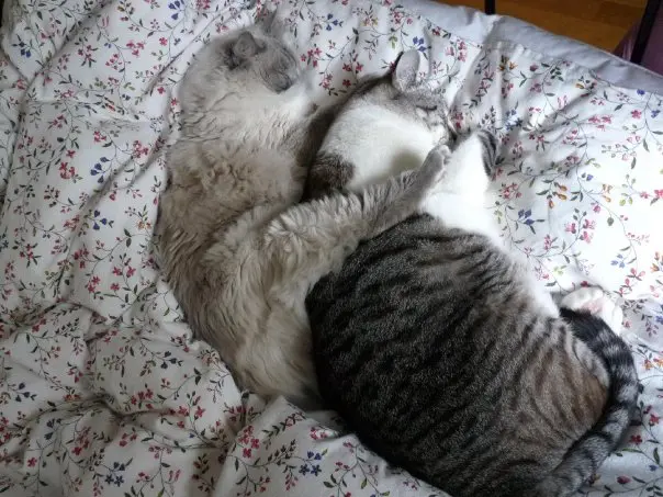 Image from Muffin
