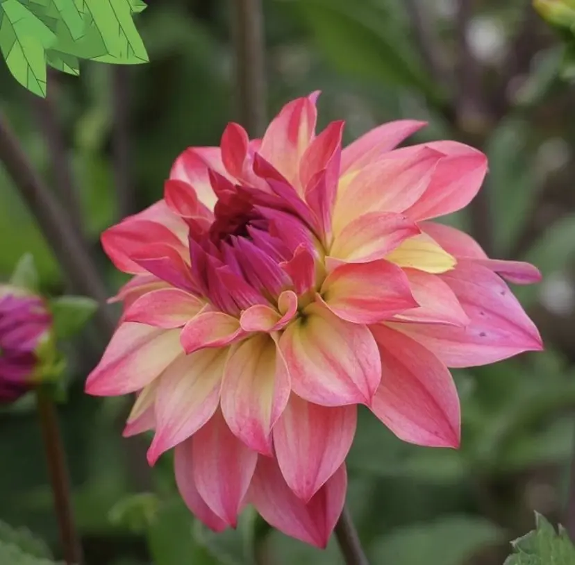 Image from Bärchen 