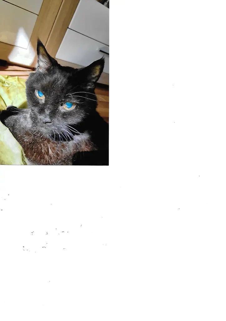 Image from Leo