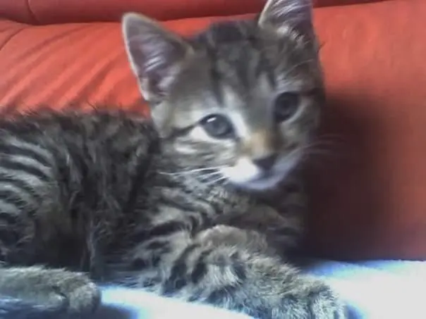 Bild von Sweetness