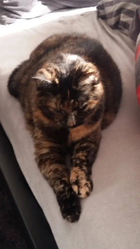 Condolence image of Angelika 