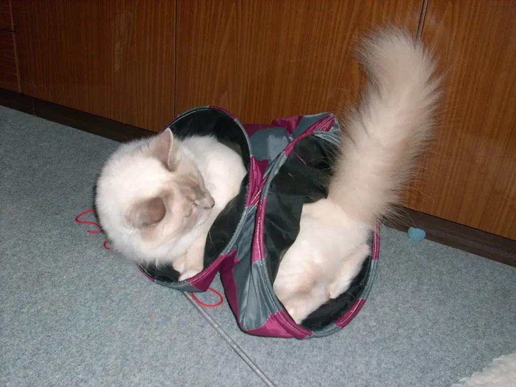 Image from Felix