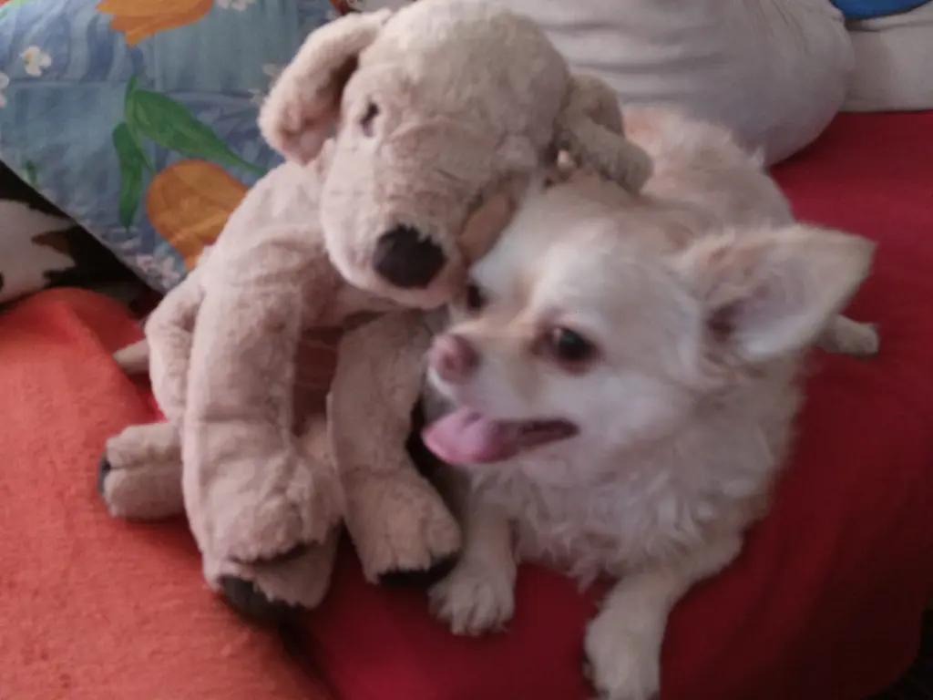 Andachtsbild von Andreas mit Chichi im Regenbogenland († 10.10.2020)