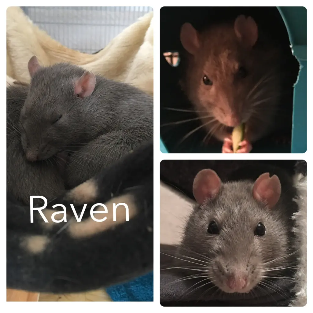 Image from Raven