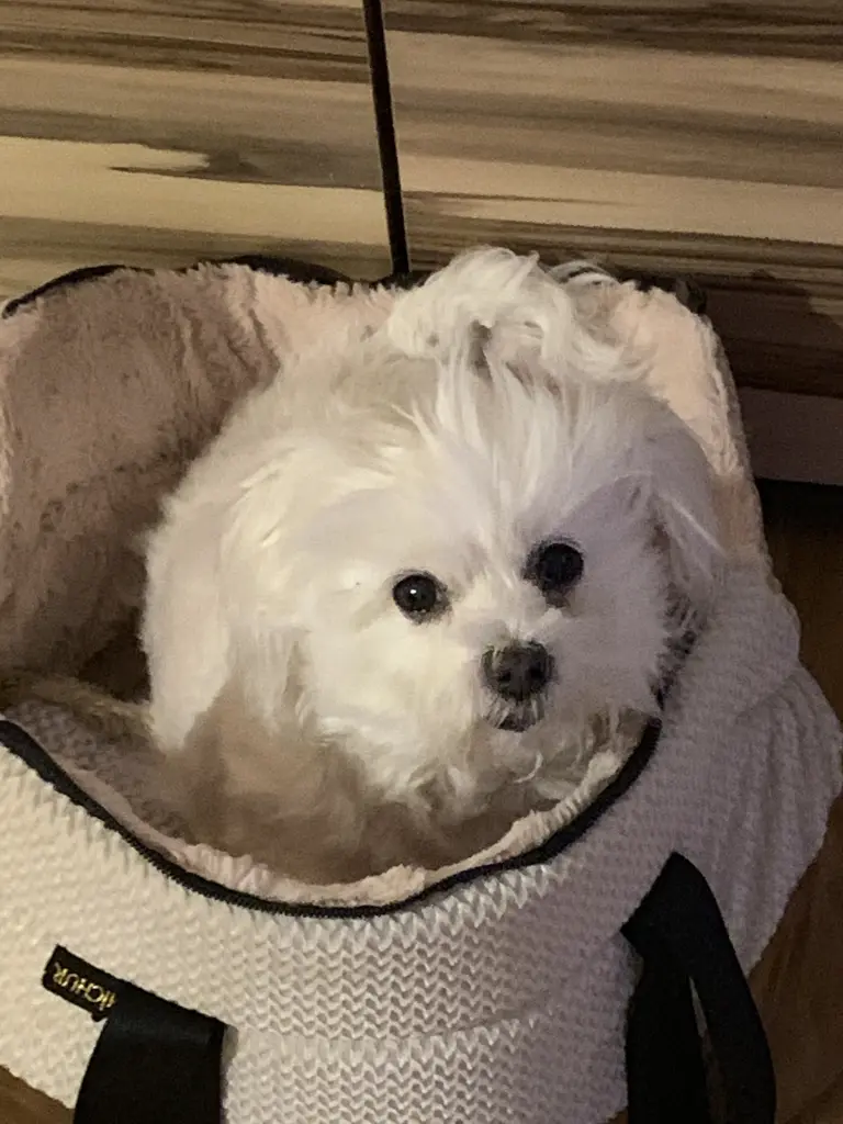 Image from Luna