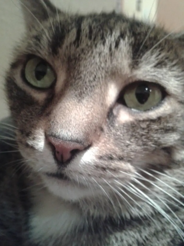 Condolence image of Carola