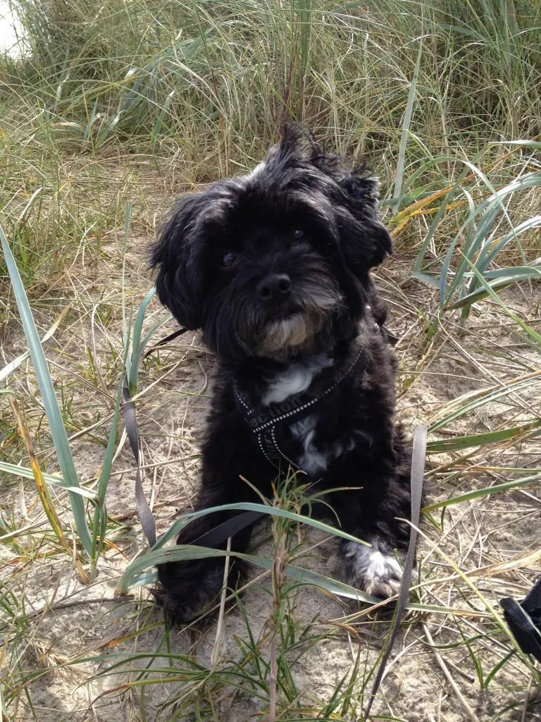 Image from Jule