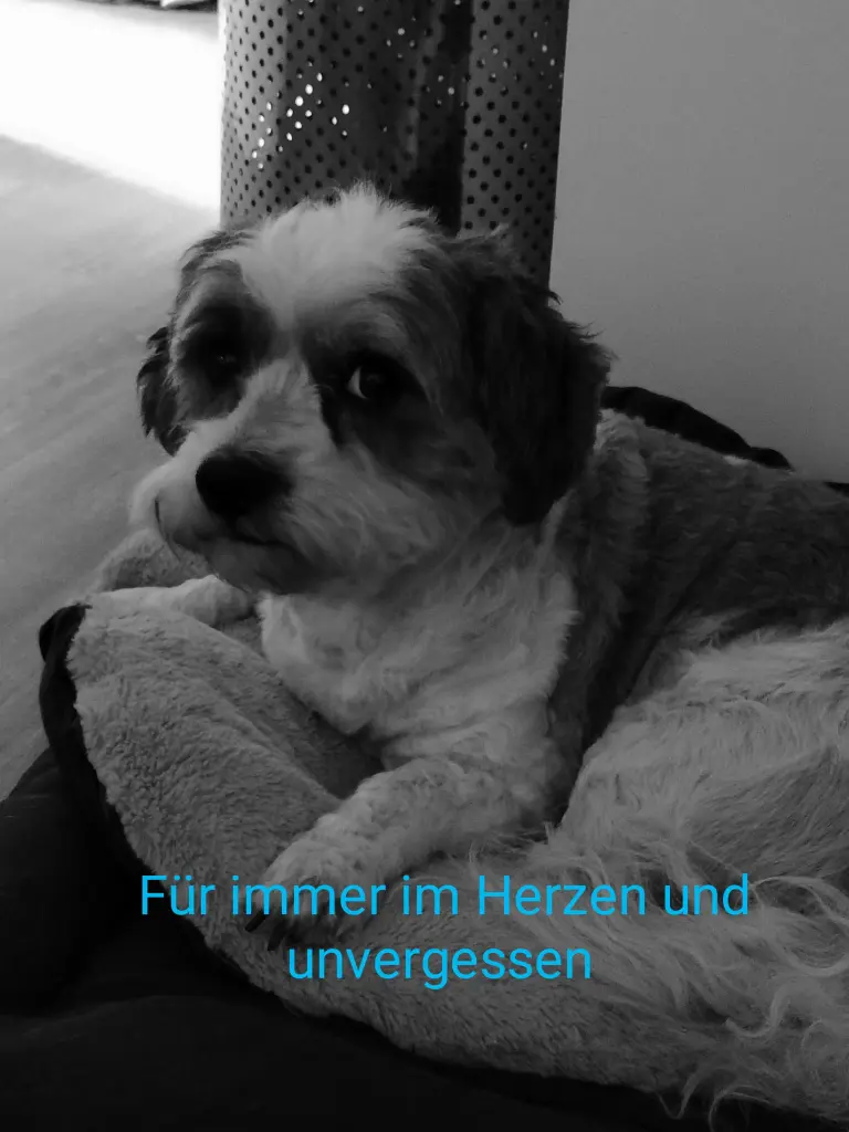 Image from Lucky