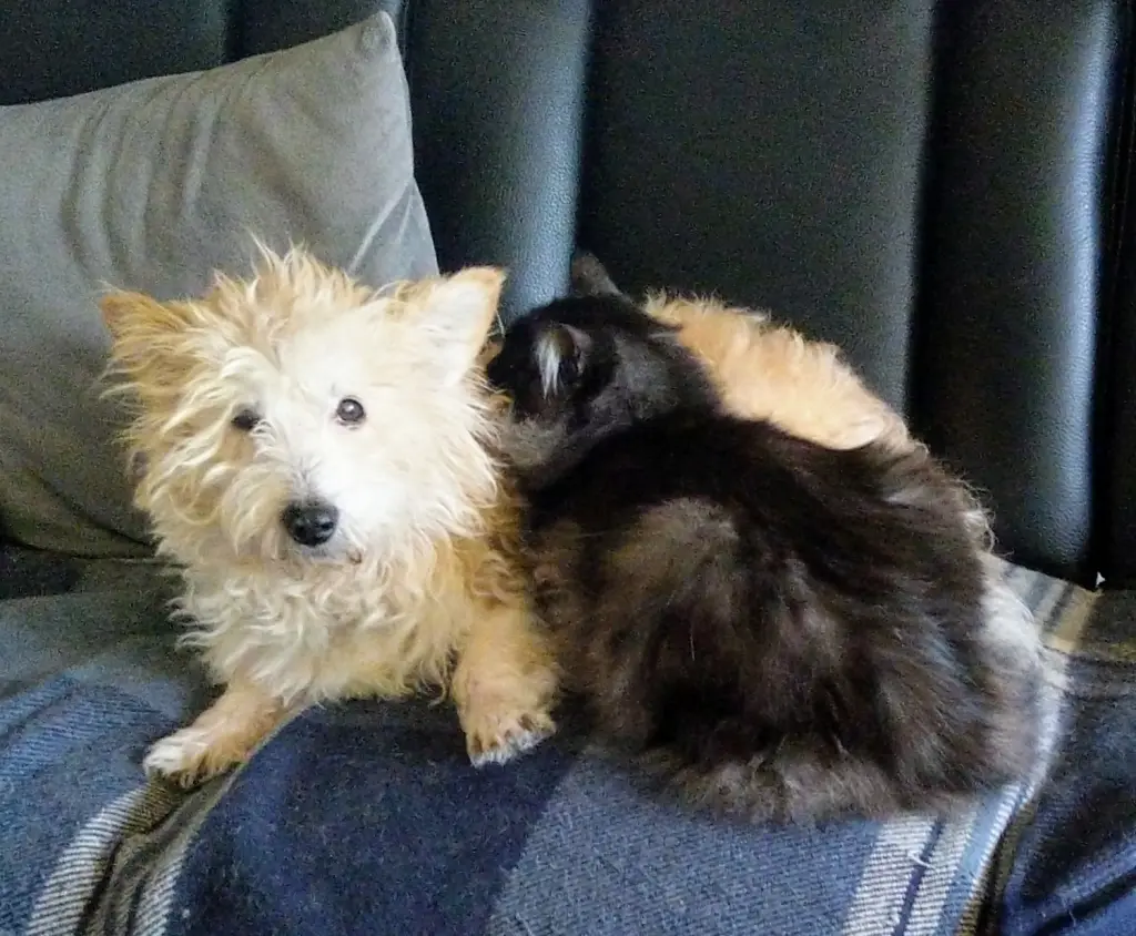 Image from Binky