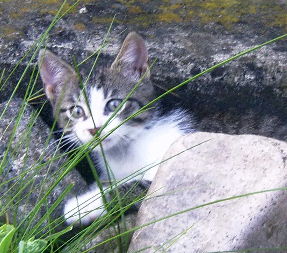 Condolence image of Sabine
