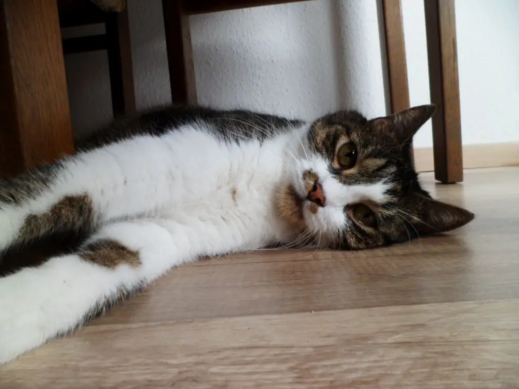 Image from Gizmo