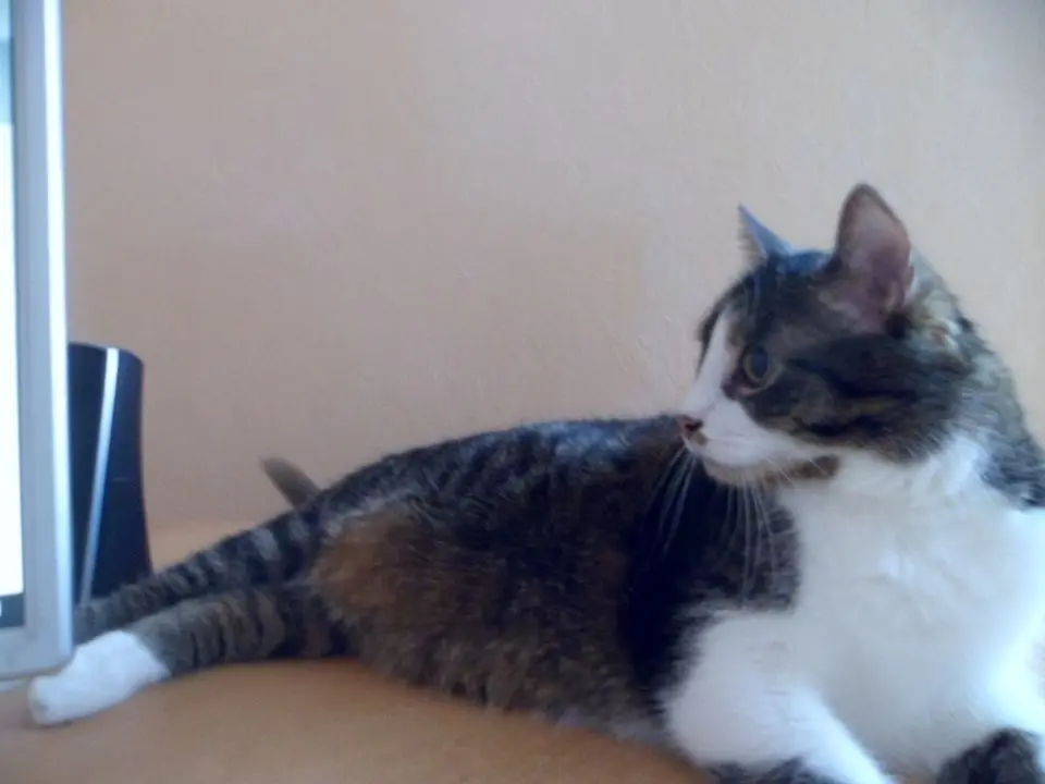 Image from Gizmo