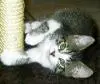 Image from Gizmo