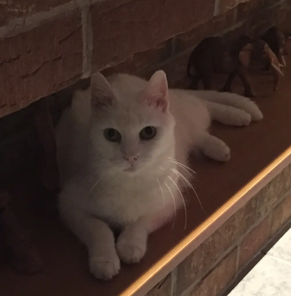 Image from Gismo