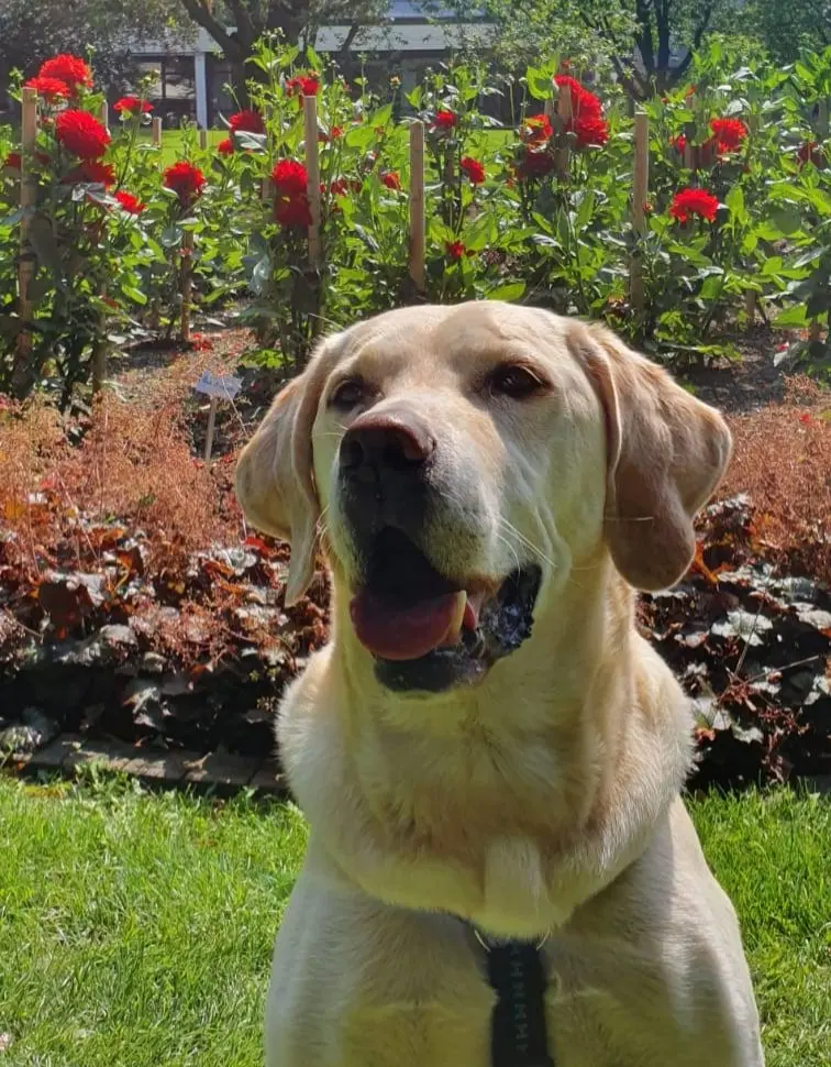 Condolence image of Andrea
