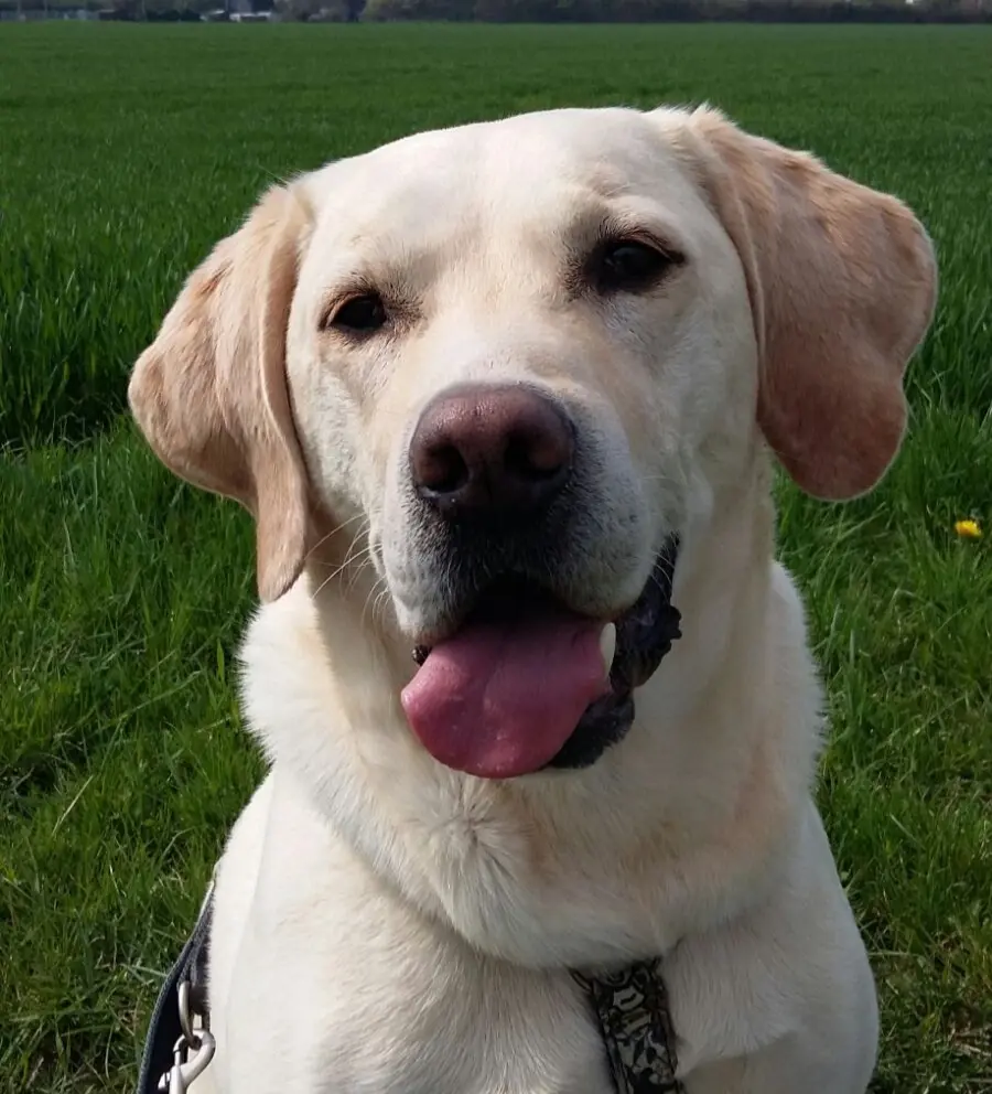 Andachtsbild von Andrea