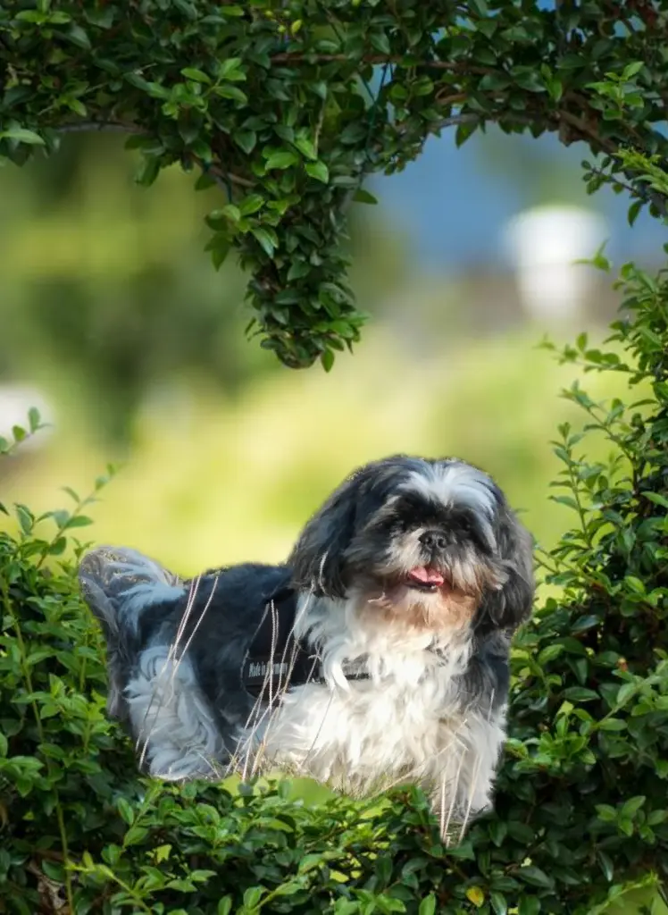 Andachtsbild von Mami