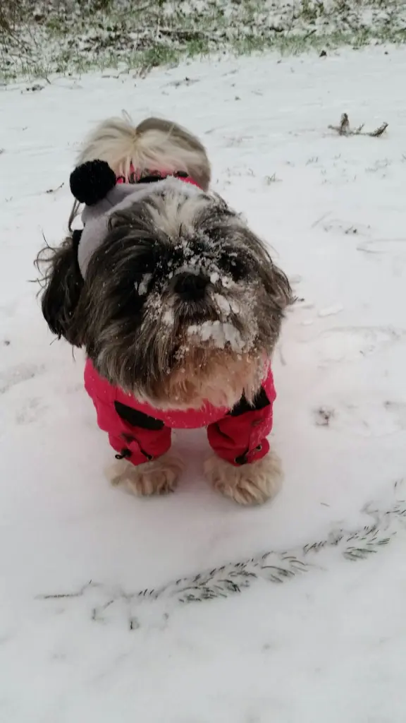 Andachtsbild von Mama