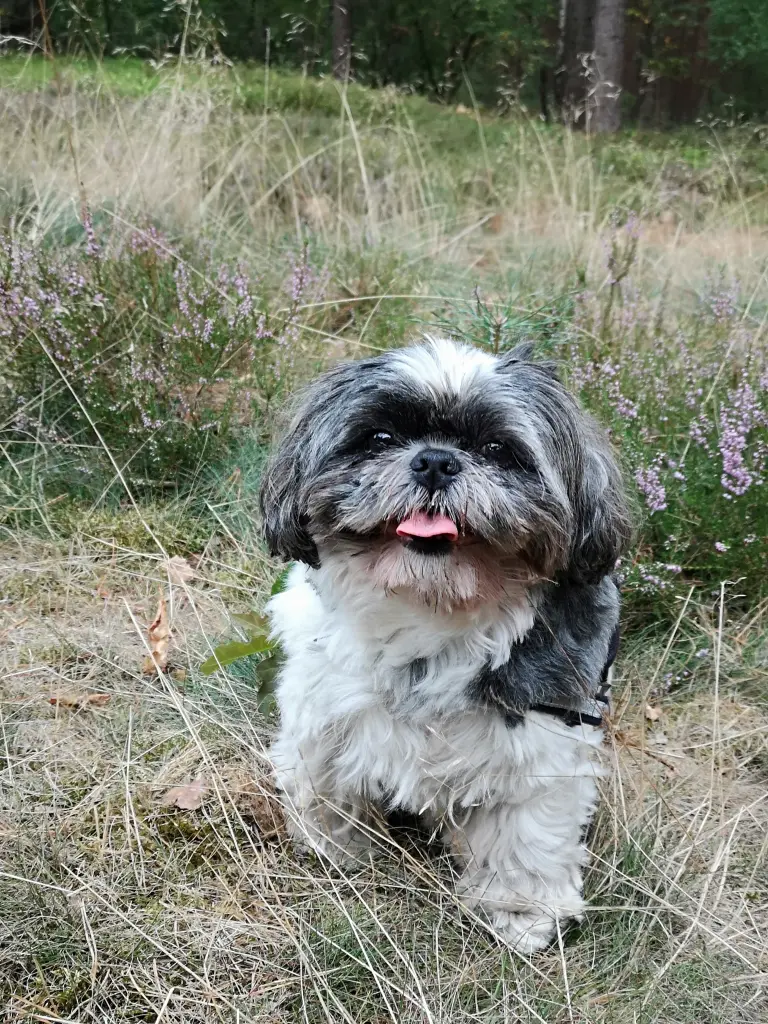 Andachtsbild von Mam