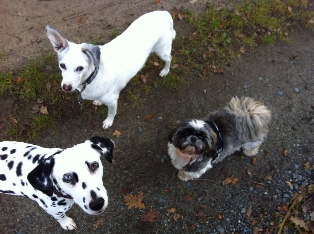 Andachtsbild von Mam