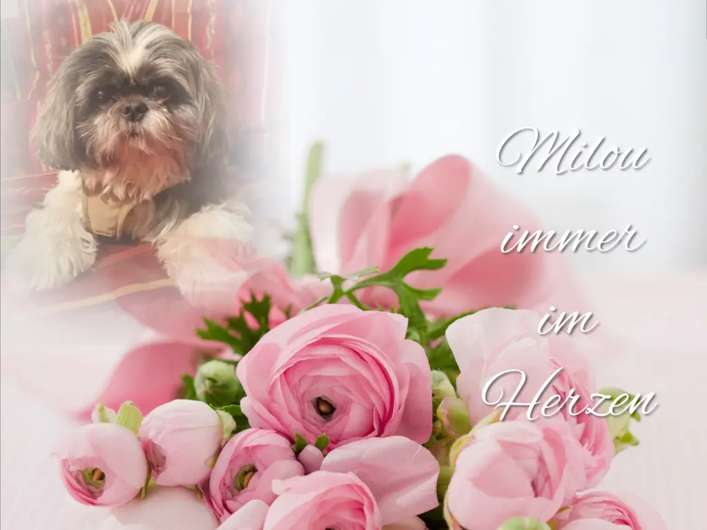 Andachtsbild von Gaby mit Snowy ❤️