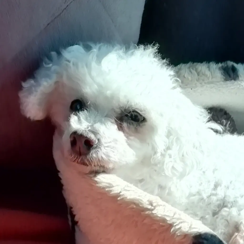 Andachtsbild von Snowy ❤️für Milou ♥️