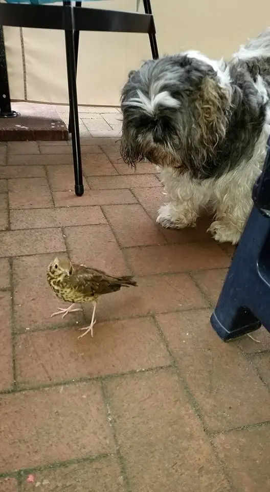 Andachtsbild von Mam