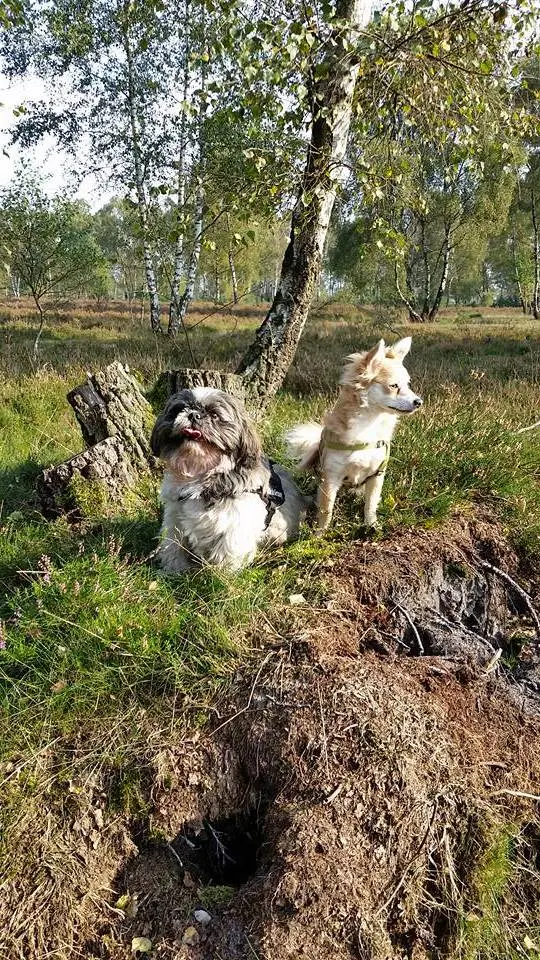 Andachtsbild von Unbekannt