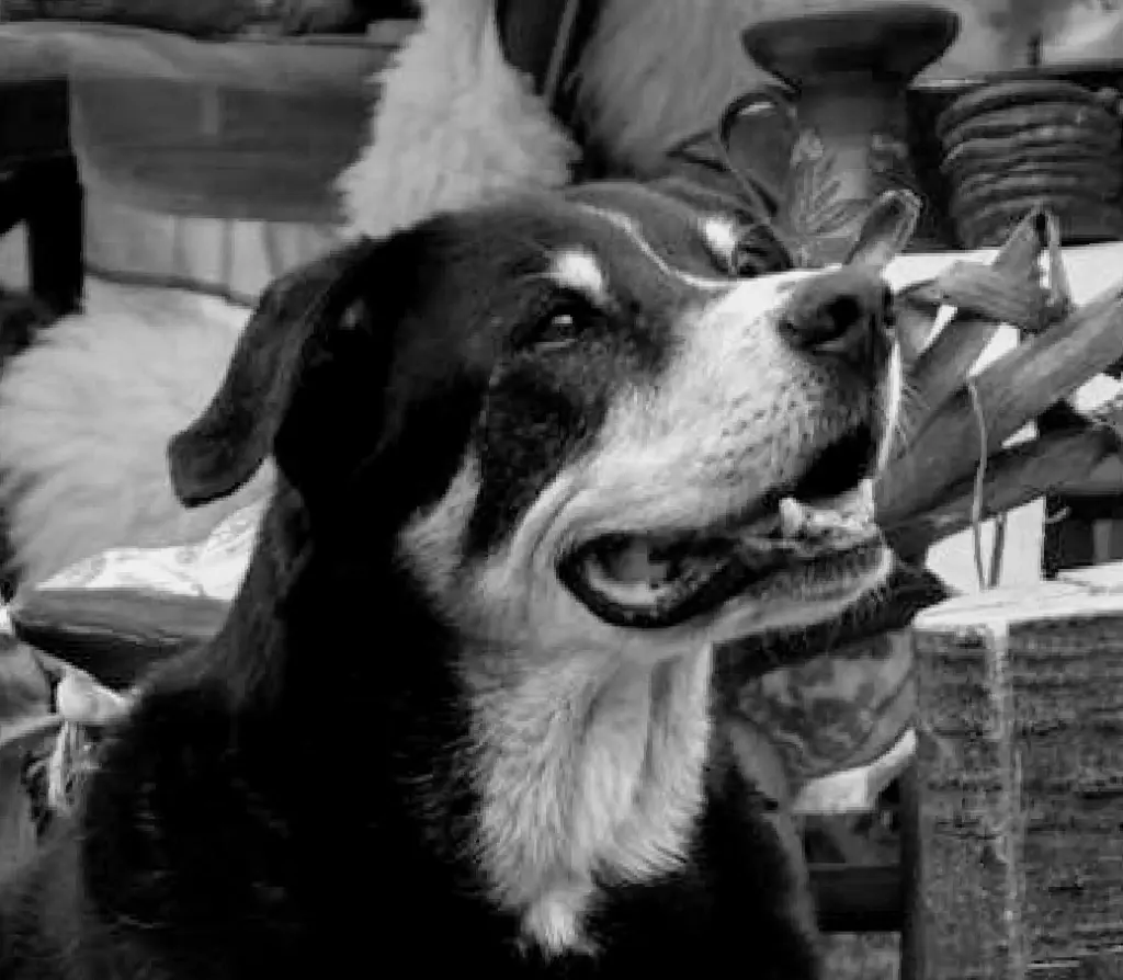 Condolence image of Anke