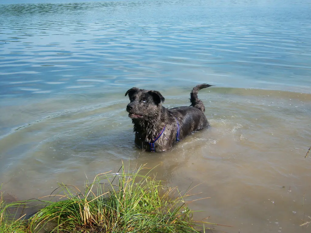 Image from Balou