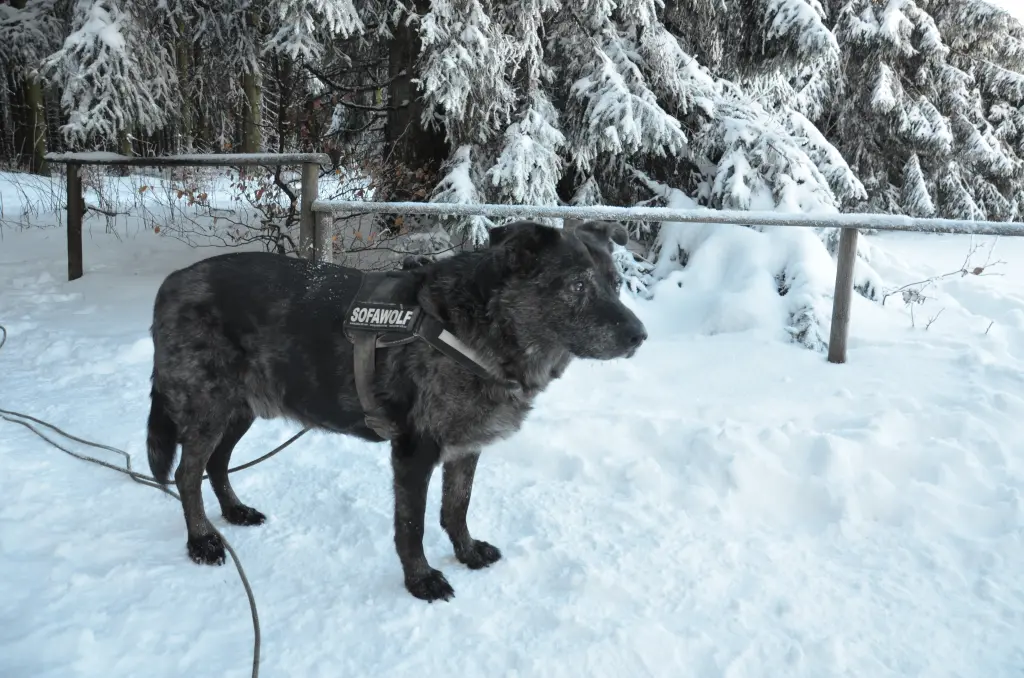 Image from Balou