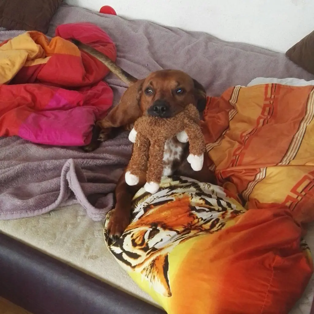 Image from Amber