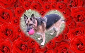 Condolence image of ❤️❤️❤️❤️❤️❤️❤️❤️❤️❤️❤️❤️
