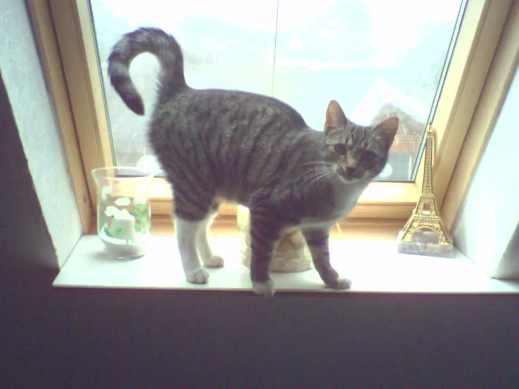 sammy chevron sneaker ugg