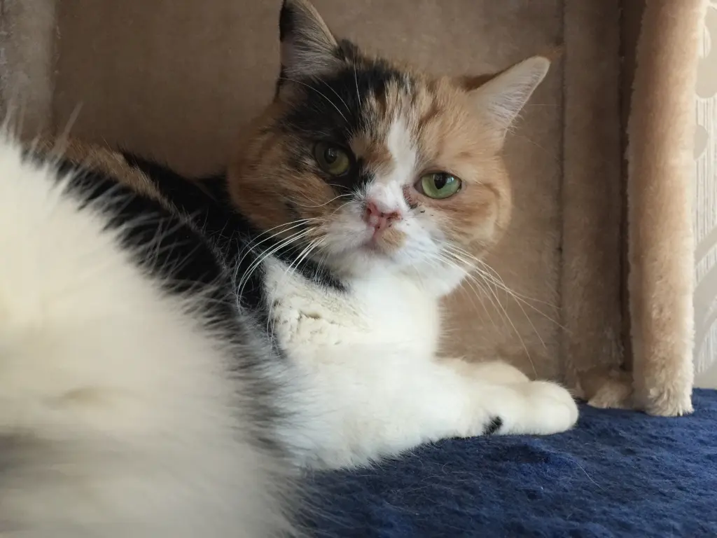 Image from Nala, Puschel & Cora