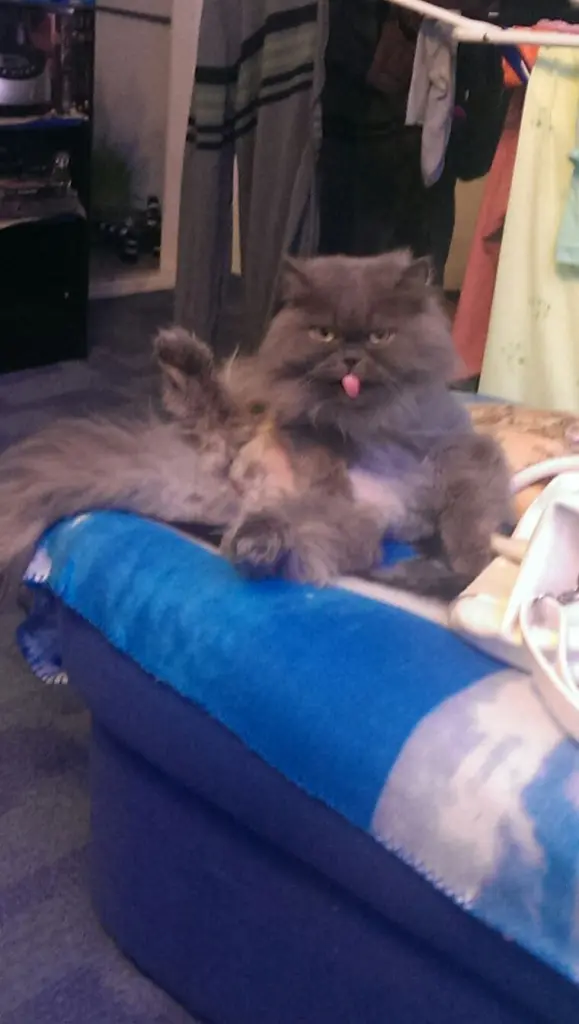 Image from Nala, Puschel & Cora