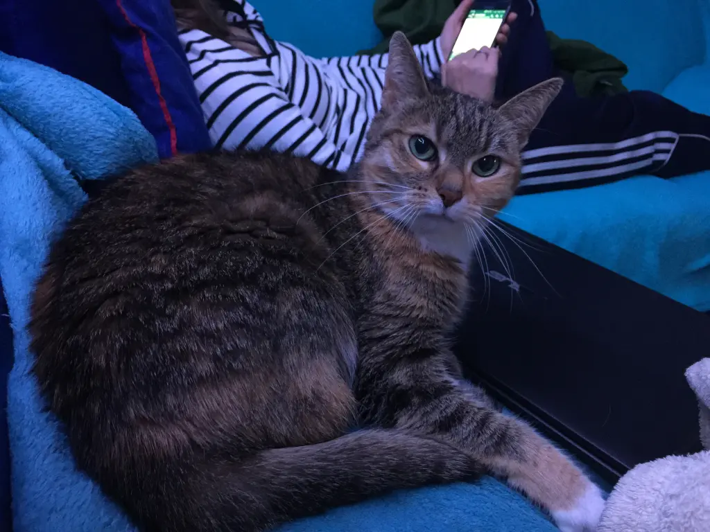 Image from Nala, Puschel & Cora