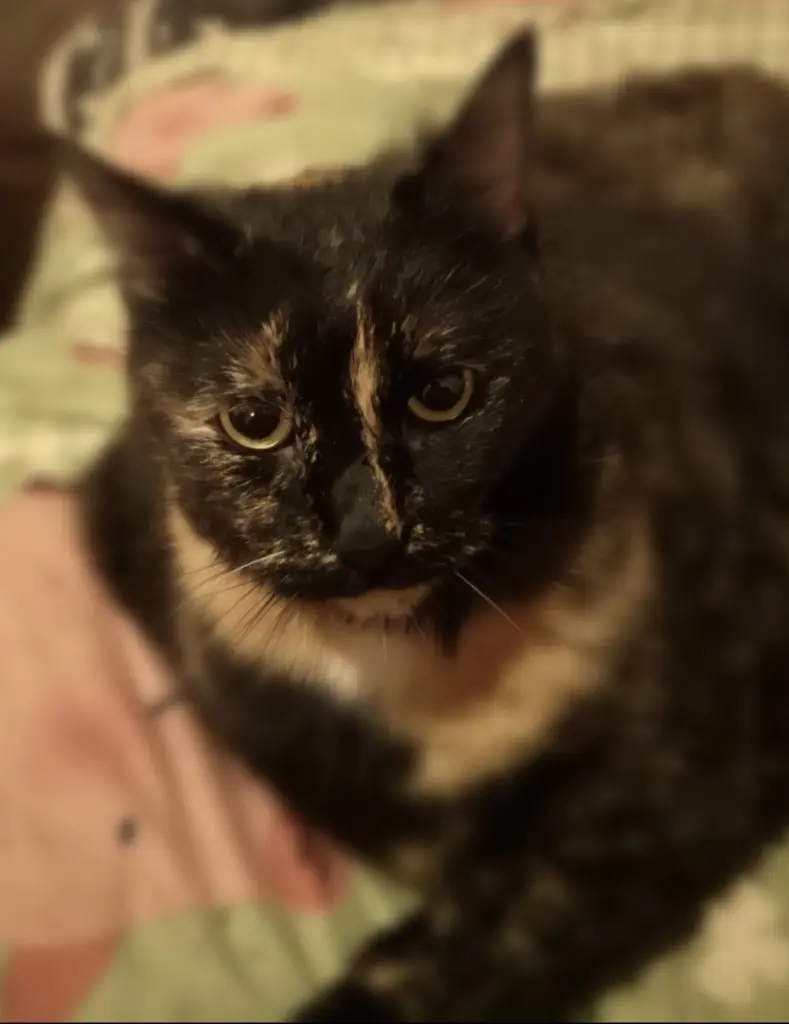 Image from Bubu (Püppy)