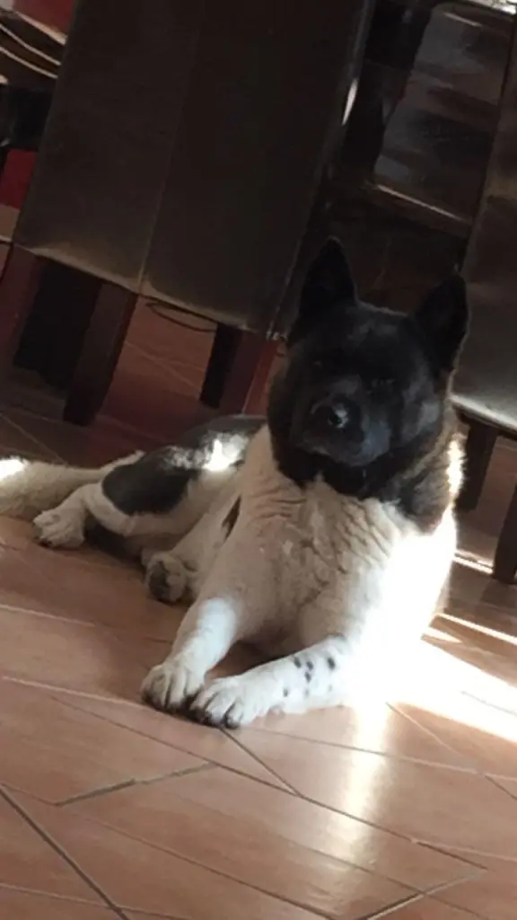 Image from Laika