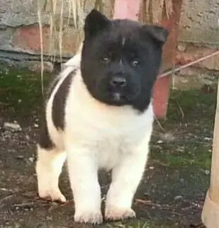 Image from Laika