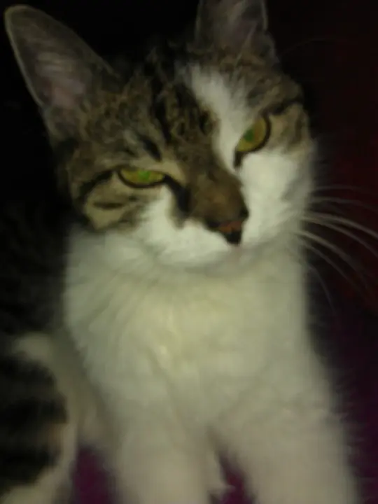 Image from Mimi