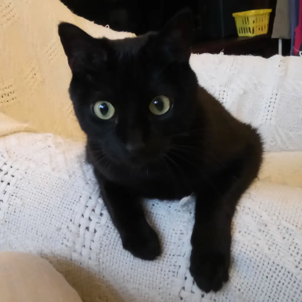 Condolence image of Daniela mit Sternenkater Roméo