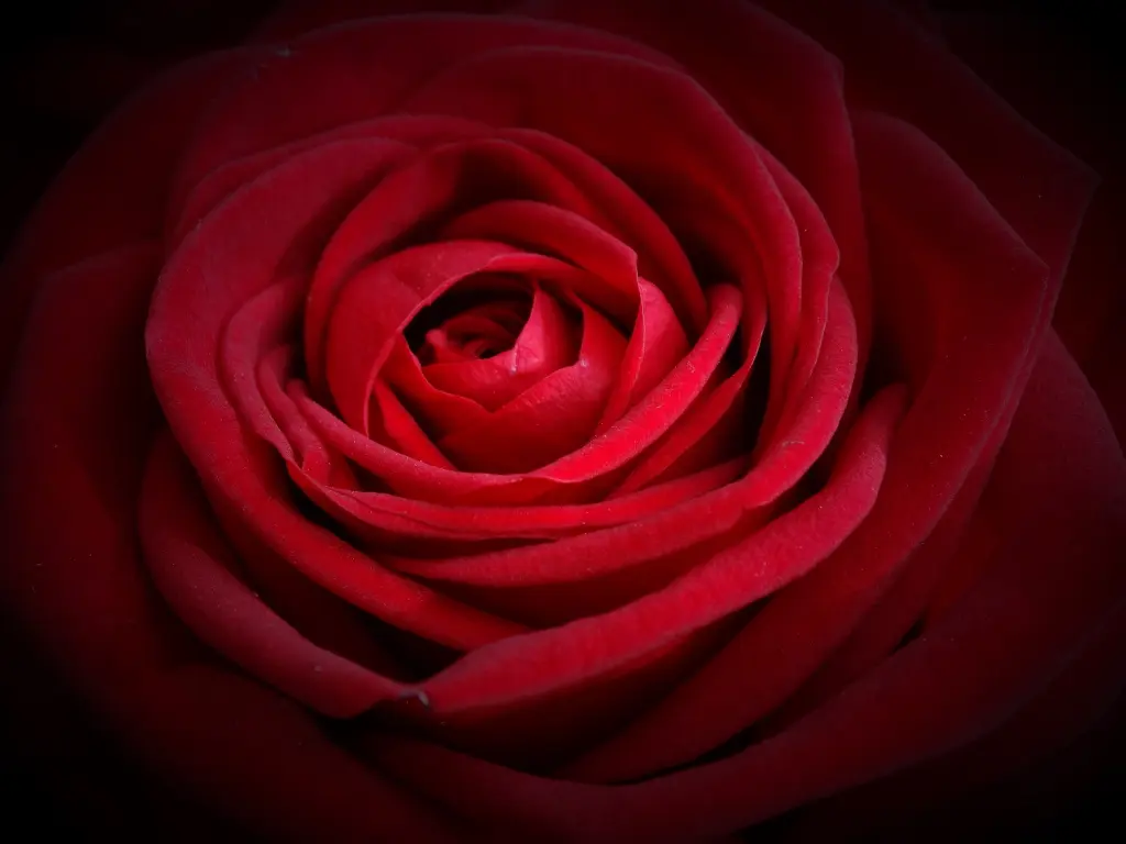 Condolence image of Claudia