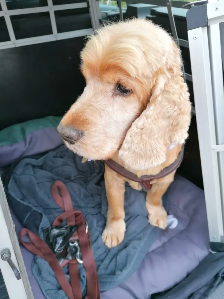 Andachtsbild von Lisa