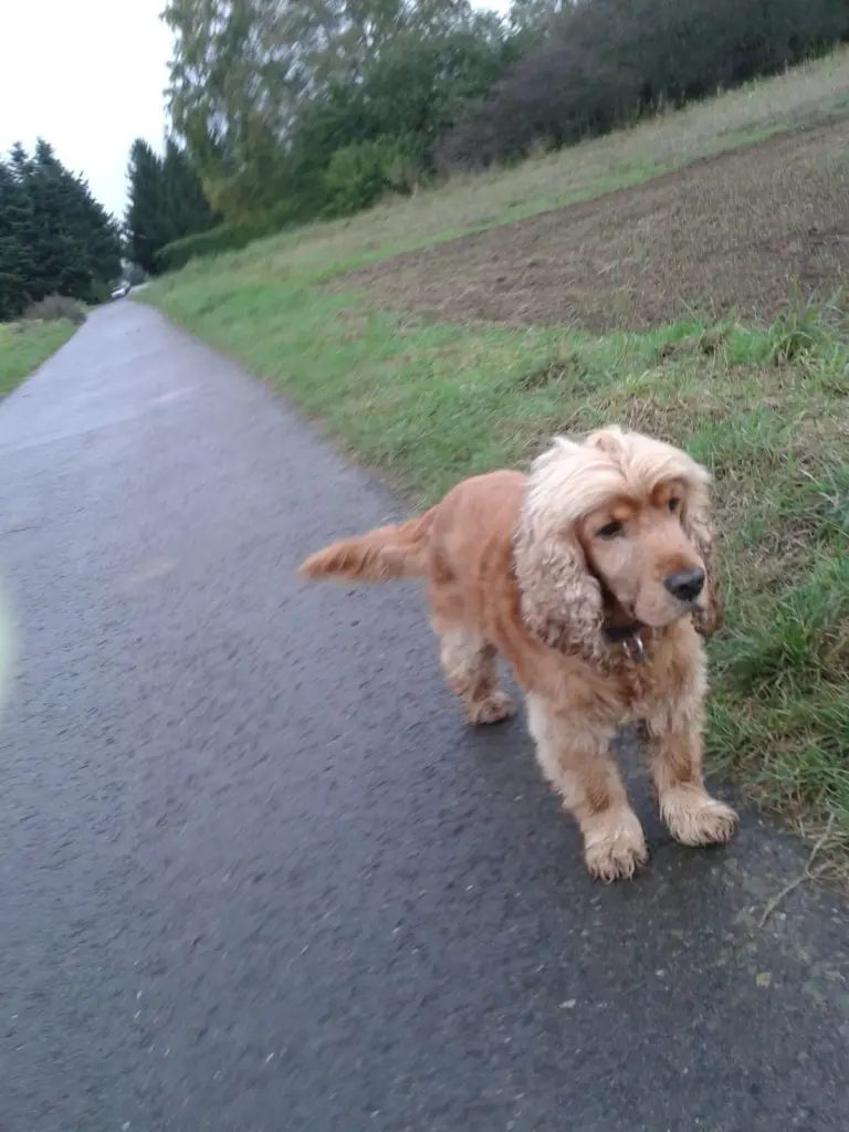 Andachtsbild von Lisa