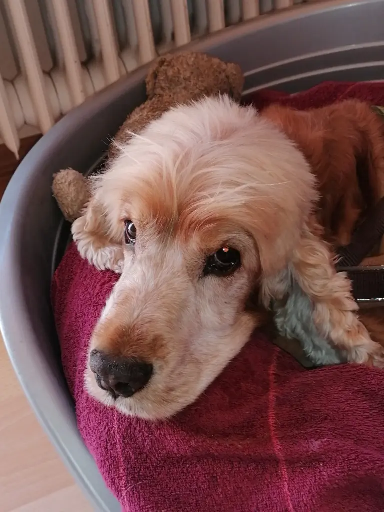 Andachtsbild von Petra u Hans